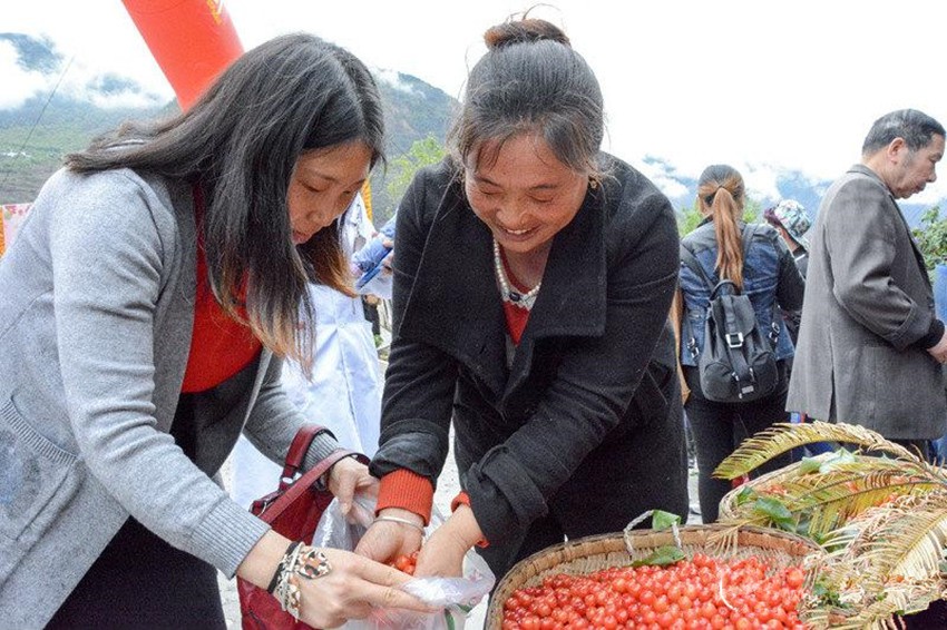 櫻桃紅了，老百姓笑了