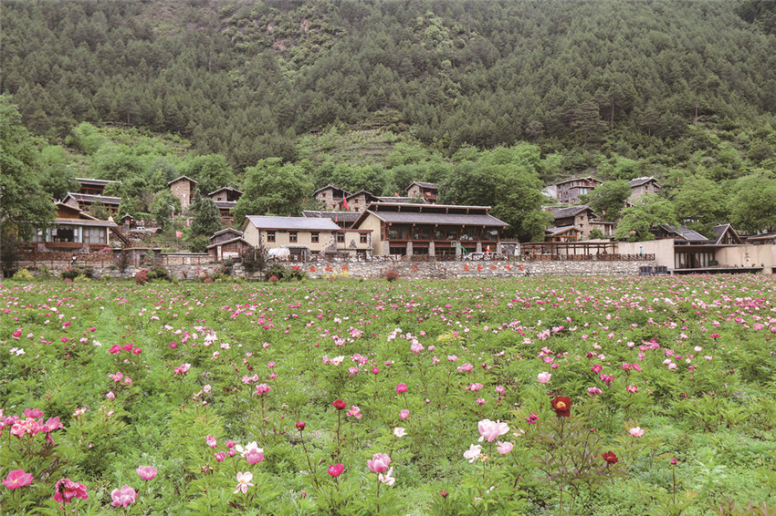 芍藥花.jpg 芍藥花.jpg