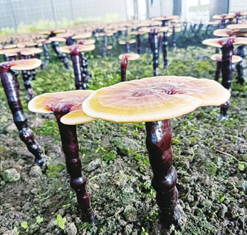 棚內靈芝.jpg 棚內靈芝.jpg