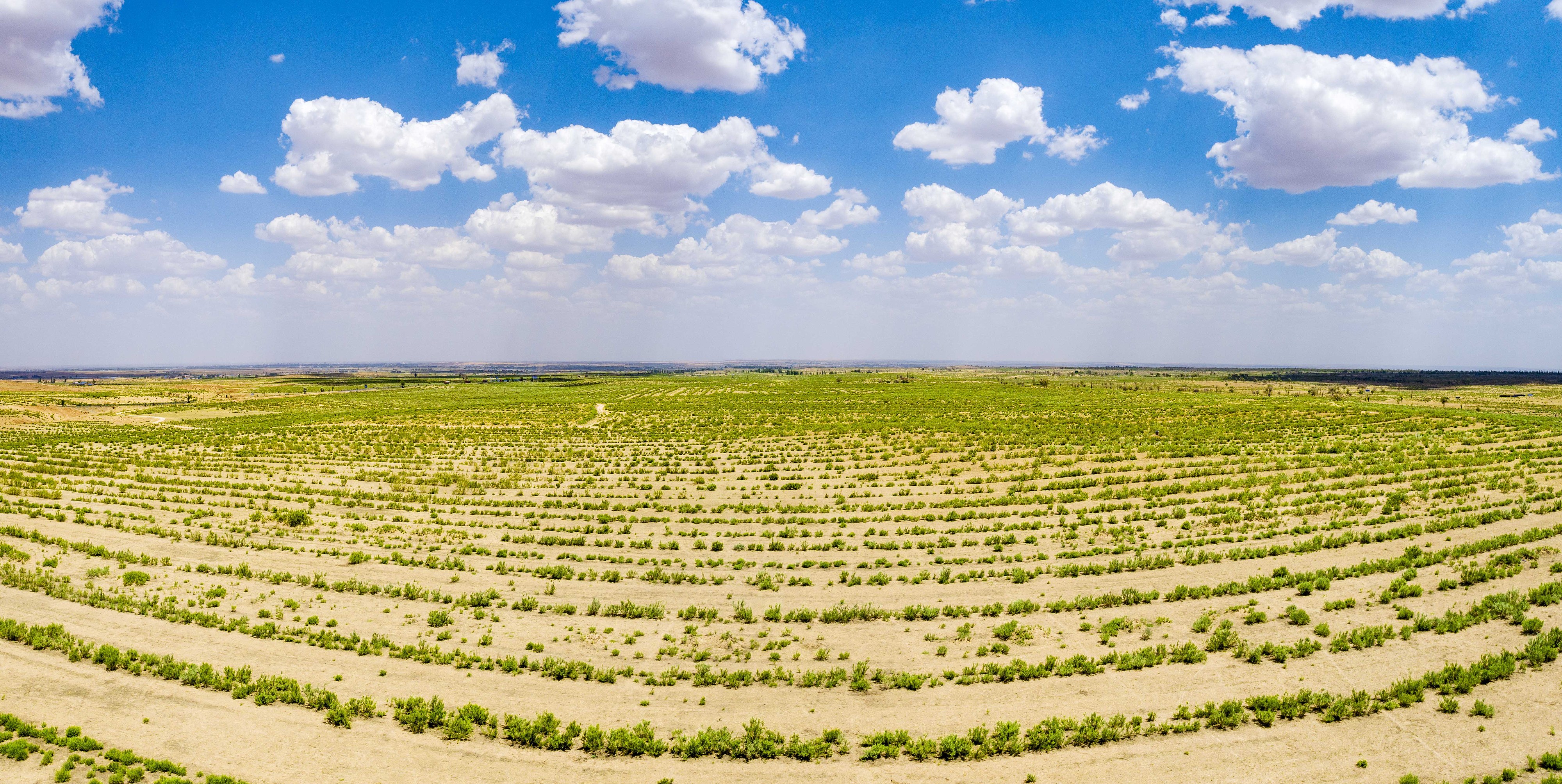 2023年6月7日，內(nèi)蒙古鄂爾多斯，毛烏素沙漠。