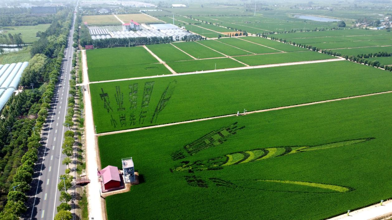 俯瞰小崗村高標(biāo)準(zhǔn)農(nóng)田。鳳陽(yáng)縣委宣傳部供圖